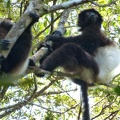 Indri