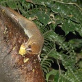 Brown Mouse Lemur