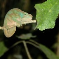 Snub Nosed Chameleon