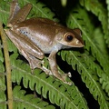 Another Frog