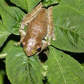 Yet Another Frog