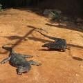 Water Monitors