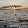 PYC-Cowes 2019 17